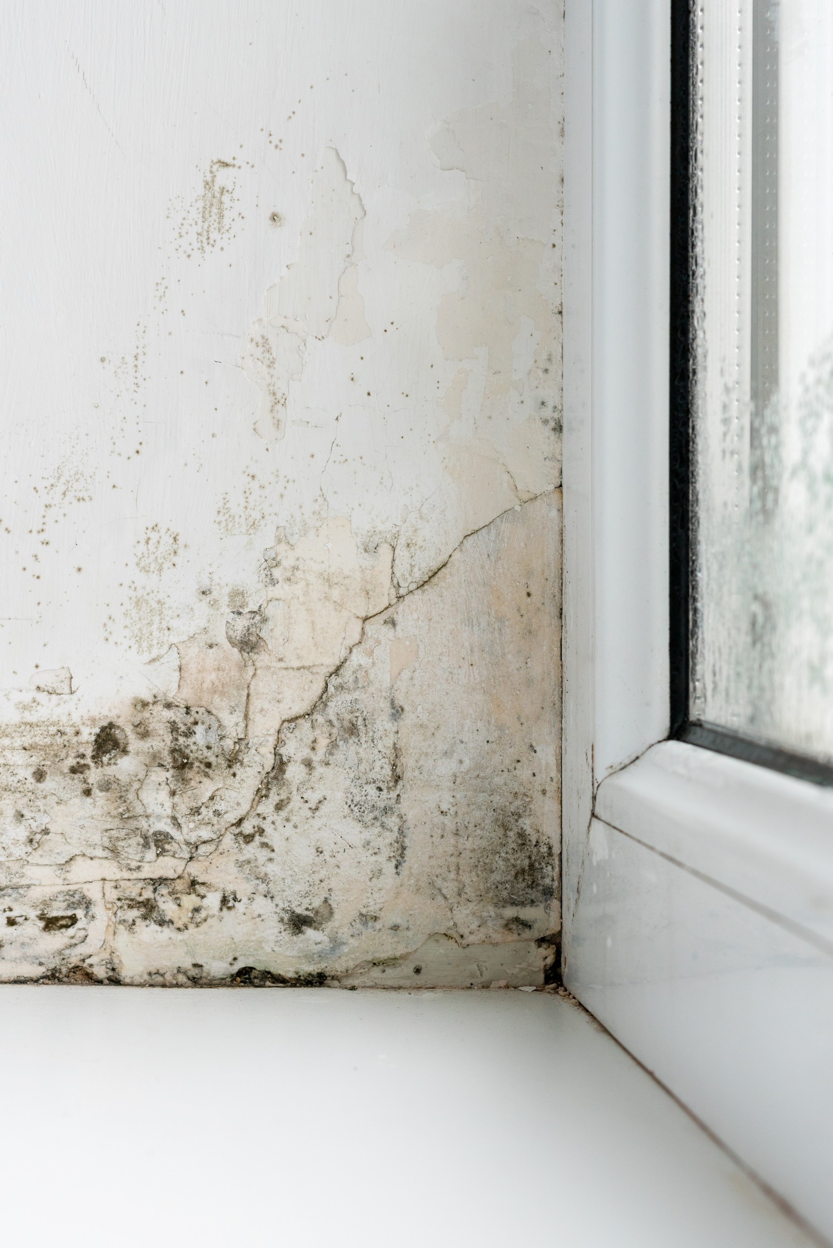 Effective Mold Abatement Services by North Environmental Abatement